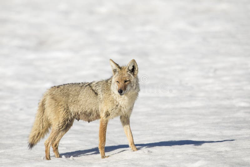 Nursing mother coyote in snow in winter stock photos