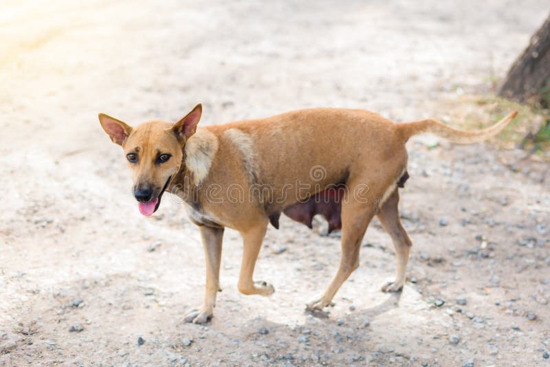 317 Mother Dog Nursing Cute Puppies Stock Photos Free & RoyaltyFree