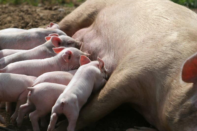 Nursing pigs