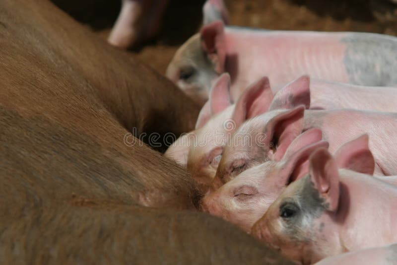 Nursing pigs