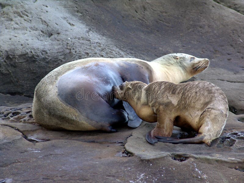 Nursing pup stock image