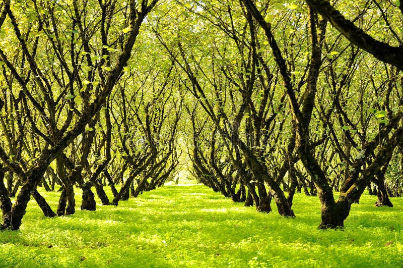 A nut farm stock photo. Image of farming, nuts, production 27385548