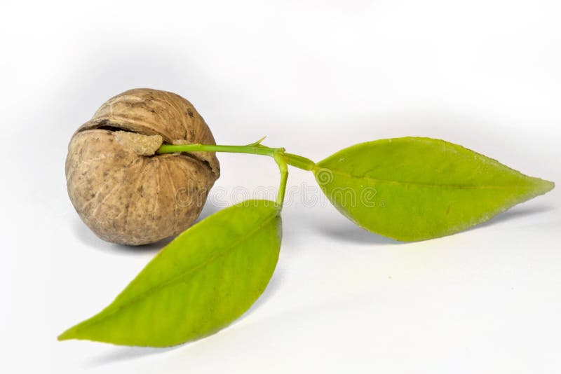 Nut and leaves