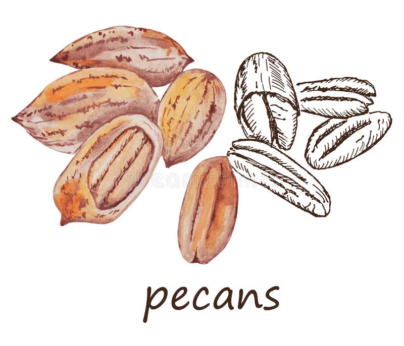 Pecans, Hand Draw Sketch Vector Stock Vector Illustration of sketch