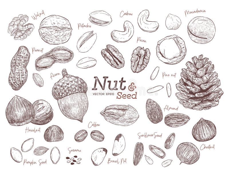 Nut and Seed Collection, Hand Draw Vector Stock Vector Illustration