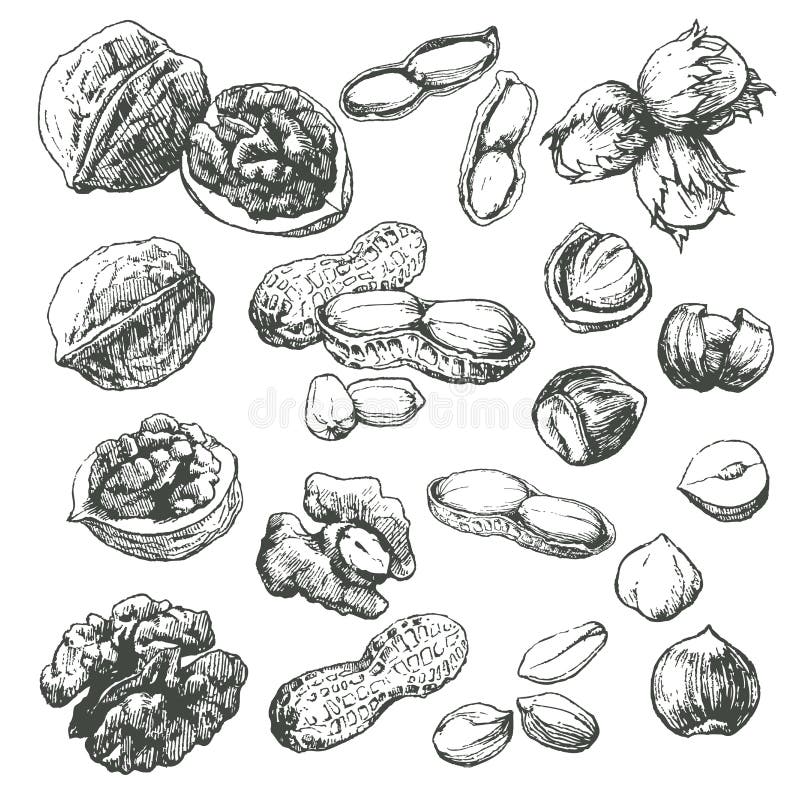 Nut set. stock illustration