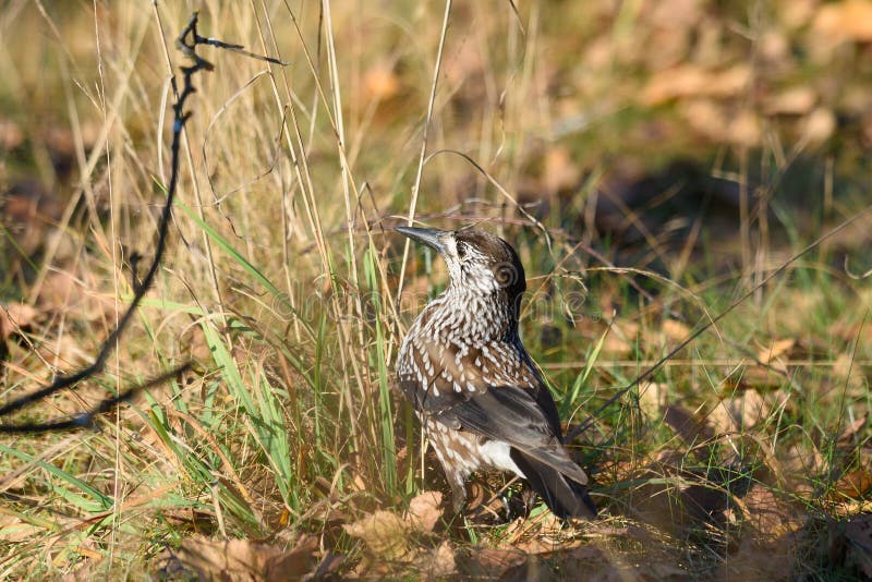 Nutcracker stock photo. Image of eurasian, wildlife 214399644