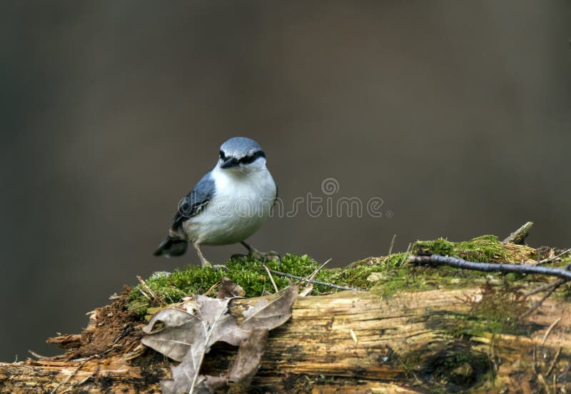 Nuthatch in dark forrest of Småland