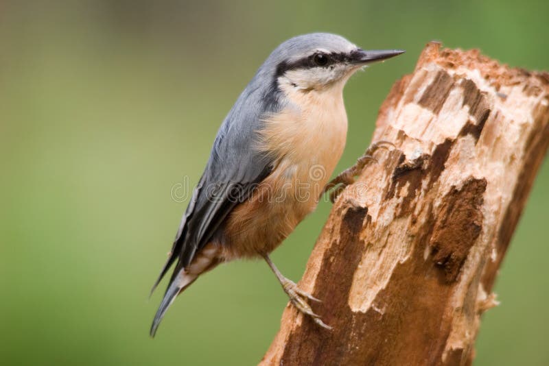 Pájaro carpintero pequeno observación de aves sobre el familia.