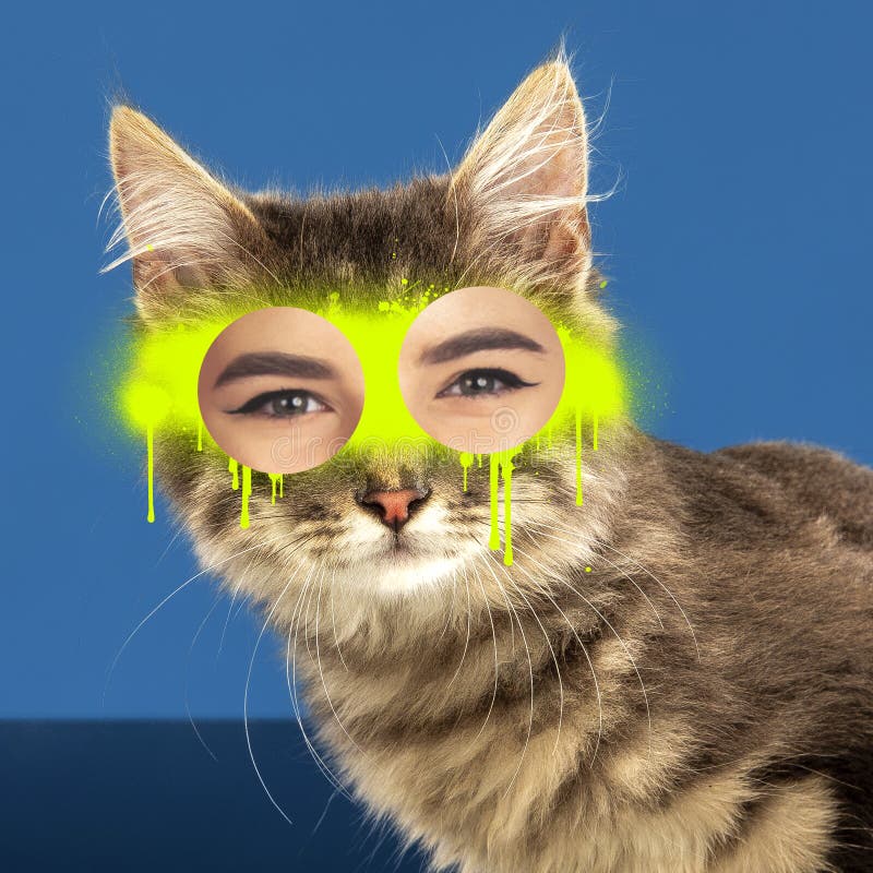 Nutida konsthandlingskoncept. Kattporträtt med grå stil för ögon från människa arkivbilder