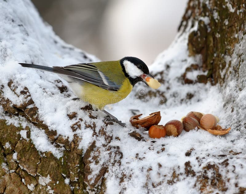 Nutlet for a titmouse