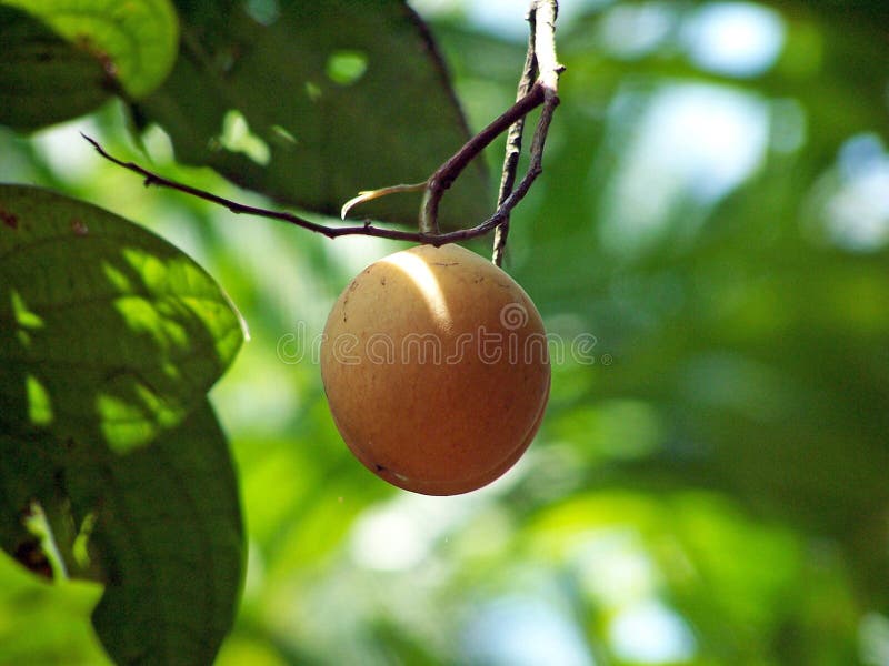 Nutmeg stock image. Image of twig, profile, natural, ripe 185749
