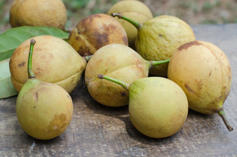 Fresh Organic Nutmeg Fruits or `Myristica Fragrans` is Botanical Name from the Natural Garden