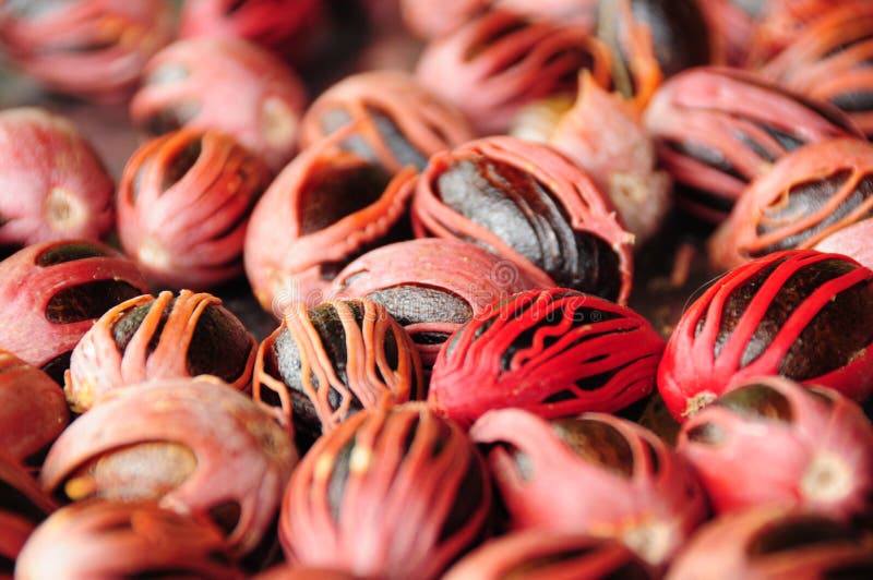 Nutmeg seeds stock image. Image of spice, fresh, gastronomic 27296911