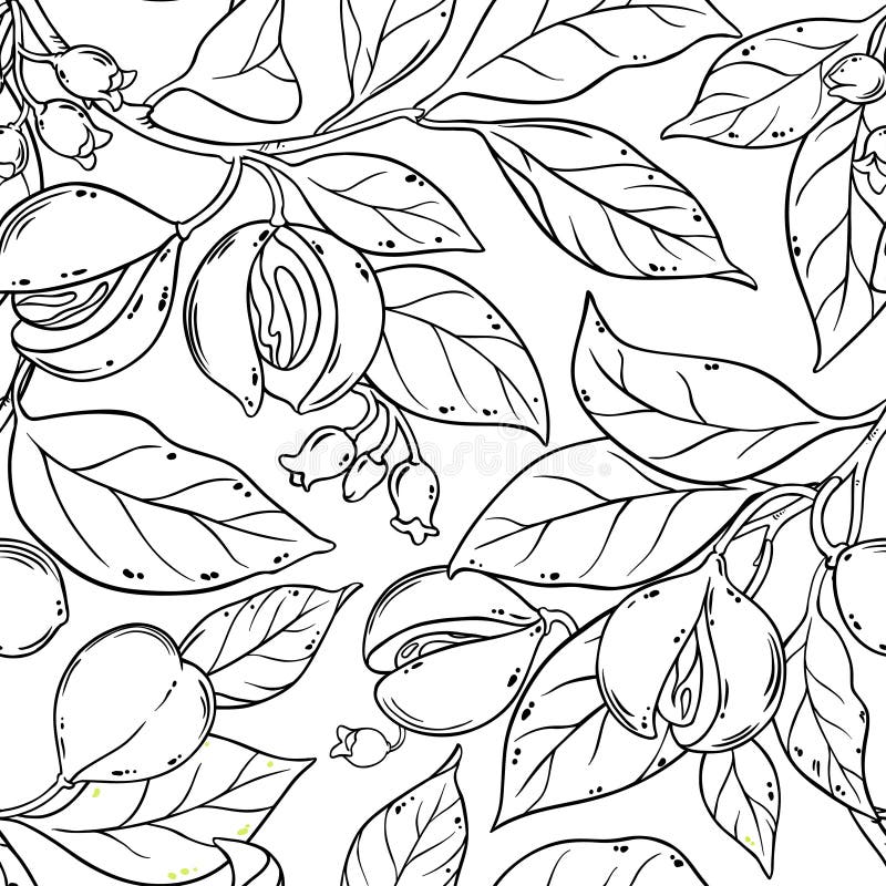 Nutmeg seamless pattern stock vector. Illustration of natural 108140289