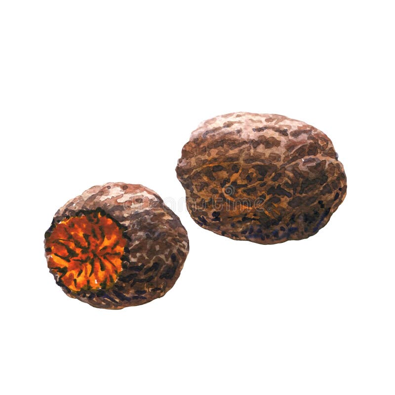 Nutmeg closeup, half and whole isolated, watercolor illustration on white stock illustration Nutmeg closeup, half and whole isolated, watercolor illustration on white stock illustration