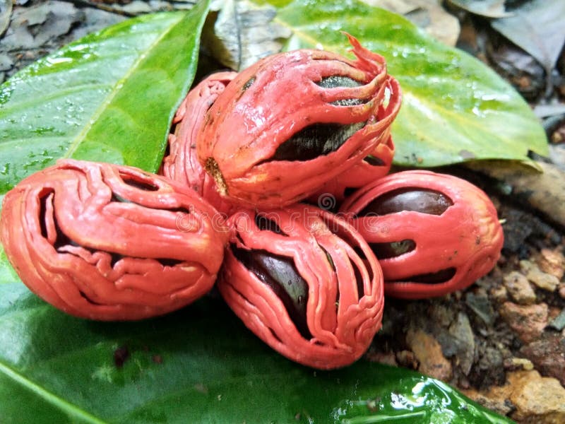 A rippen nutmeg fruit. Fruit scene stock images, royalty-free photos and pictures