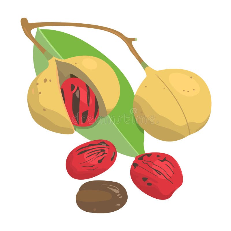 Nutmeg Pala Fruit Vector stock vector. Illustration of polo 245649561