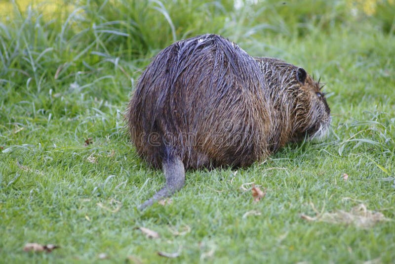 Nutria, beaver rat stock image. Image of center, blade - 77515307