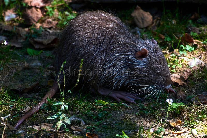 Nutria Coypurodent Water Animal Eats Grass Stock Image Image of
