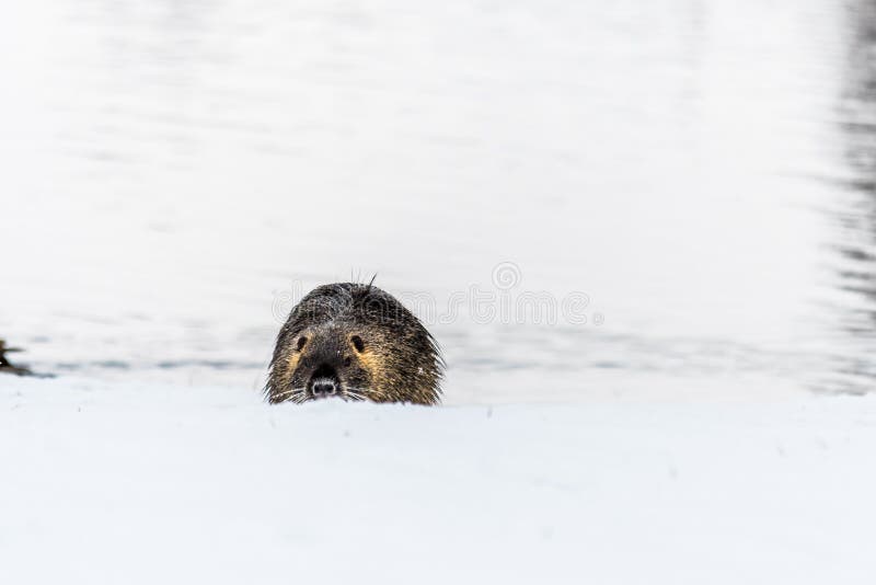Nutria curioso grande do coypu na neve perto do rio fotos de stock royalty free Nutria curioso grande do coypu na neve perto do rio fotos de stock royalty free
