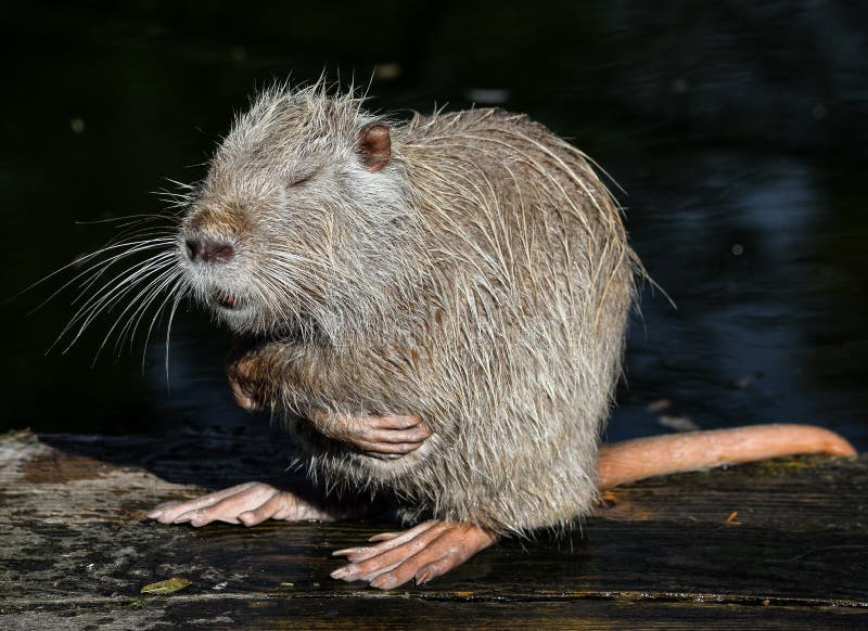 Nutria dichte omhooggaand Zeer grappig coypuportret Het stellen nutria Dierentuindieren stock afbeeldingen Nutria dichte omhooggaand Zeer grappig coypuportret Het stellen nutria Dierentuindieren stock afbeeldingen