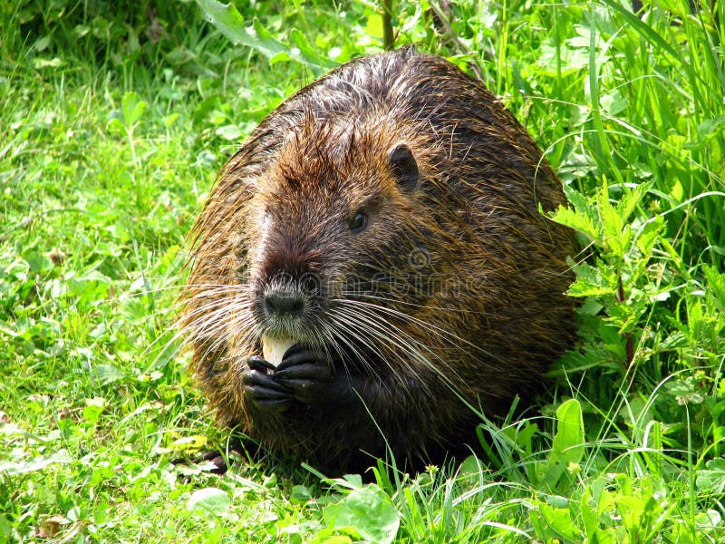 Nutria eating stock image. Image of rodent, sunny, spring 8746453