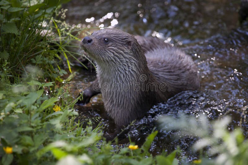 Nutria eurasiática imagen de archivo libre de regalías Nutria eurasiática imagen de archivo libre de regalías