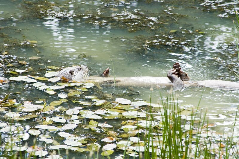 Nutria eurasiática - lutra del Lutra imagenes de archivo Nutria eurasiática - lutra del Lutra imagenes de archivo