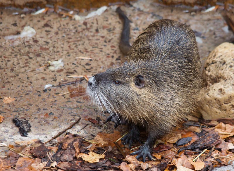Nutria eat. stock image. Image of teeth, coypu, beaver - 51103555