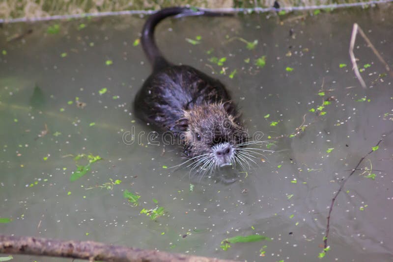 CAÇANDO OS MAIORES RATOS DO MUNDO NO PÂNTANO 