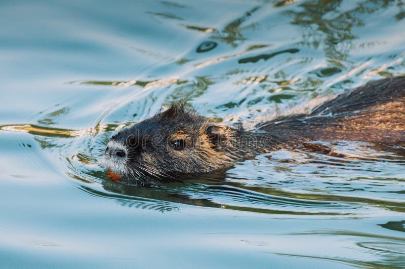Nutria Swimming in the River. City River with Nutrias. Summertime Stock