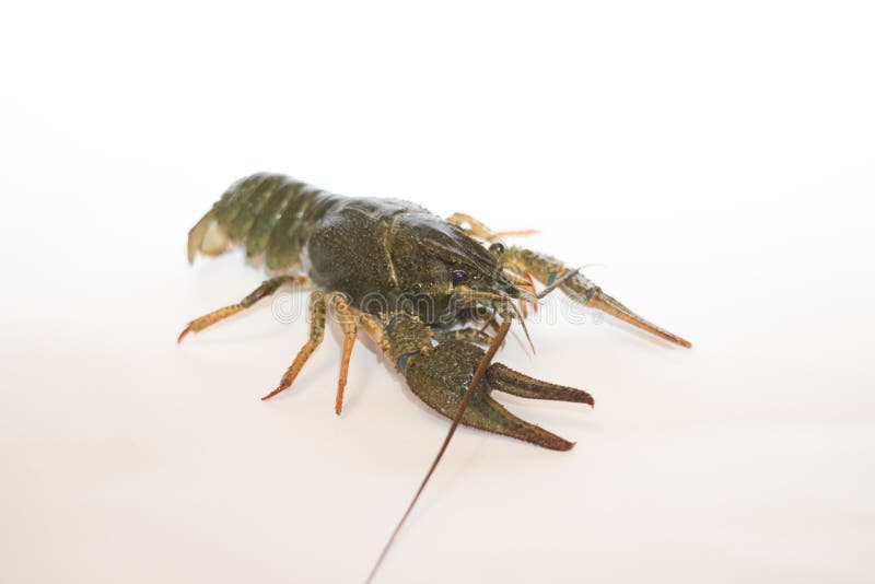 Nutrición Live Crayfish en un fondo blanco foto de archivo libre de regalías