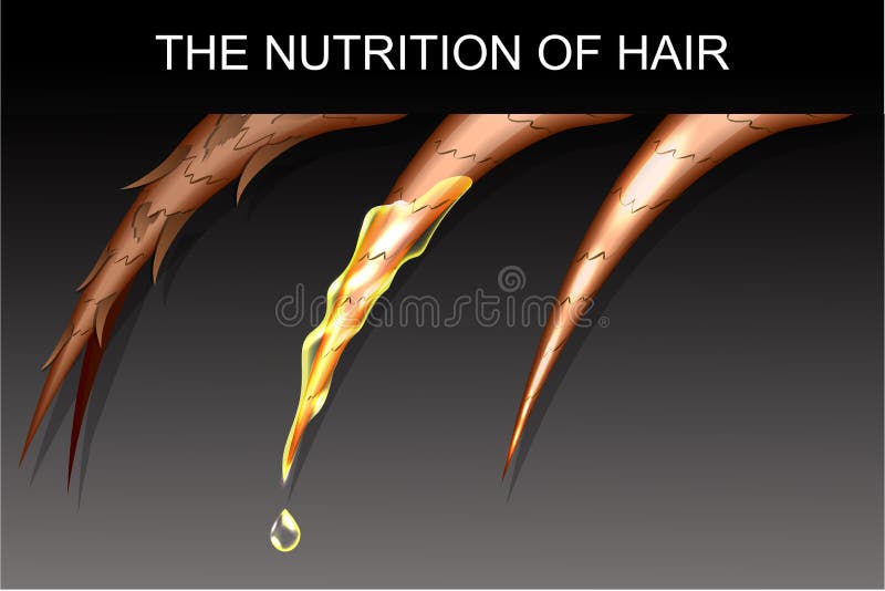 Nutrition et renforcement des cheveux illustration stock Nutrition et renforcement des cheveux illustration stock