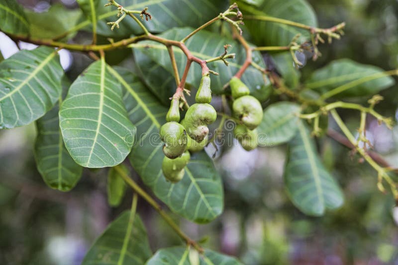 Cashew Nuts are the Most Expensive Peanuts in the World Stock Photo