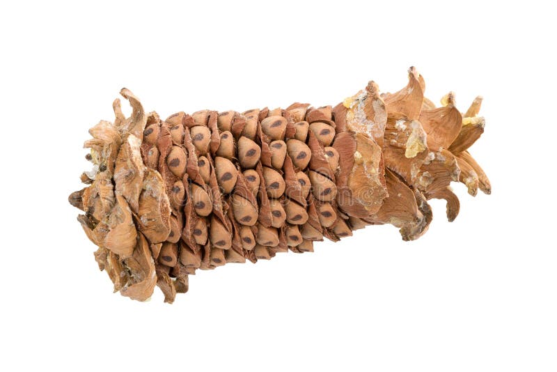 Cones Manchurian Cedar Korean Pine Stock Photos Free & RoyaltyFree