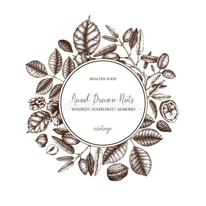 Vector design with hand drawn nuts. Vintage hazelnut, walnut, almond illustrations. Engraved style organic food background. Menu, stock illustration Vector design with hand drawn nuts. Vintage hazelnut, walnut, almond illustrations. Engraved style organic food background. Menu, stock illustration