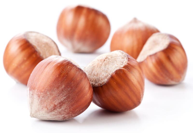 Nuts filberts isolated stock image. Image of ingredient 36458951