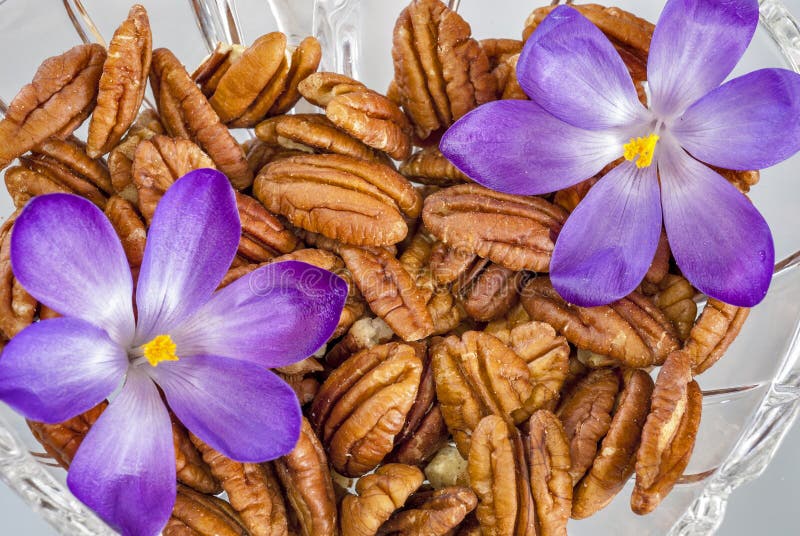 Crocus Flowers and Pecans in a Bowl Stock Photo Image of flower