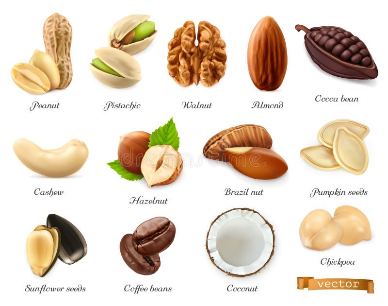 Nuts, seeds and beans 3d vector realistic objects royalty free illustration