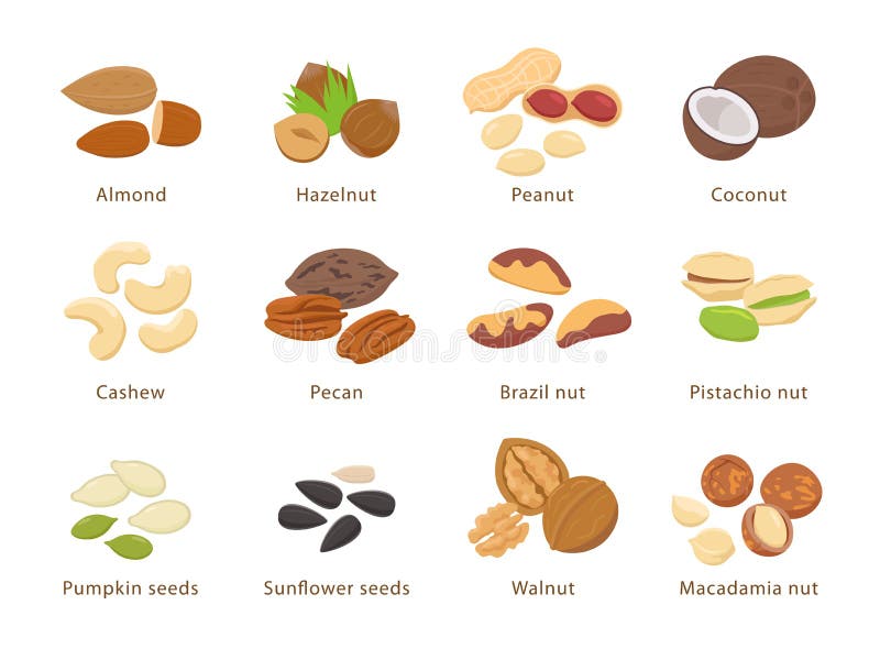 Nuts and Seeds in Flat Design Vector Set of Illustrations. Collection
