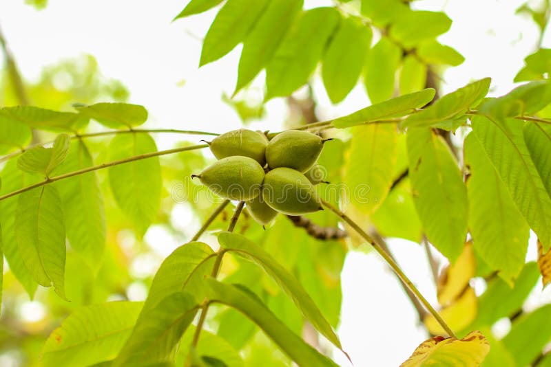 Nuts on the tree branches in the park stock photography