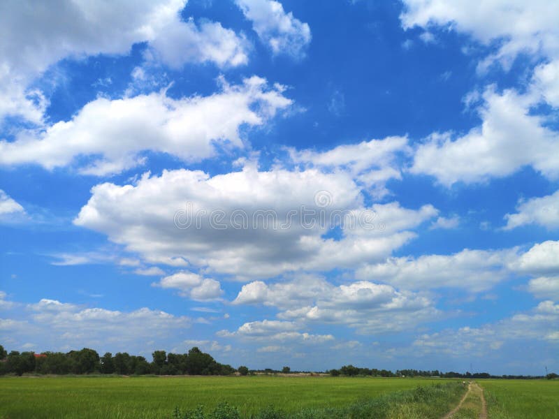 white clouds in the blue sky natural background nature rice tree grassy lush verdant verdantly verdure greenery greenish Green fields grass green manicured lawns. white clouds in the blue sky natural background nature rice tree grassy lush verdant verdantly verdure greenery greenish Green fields grass green manicured lawns