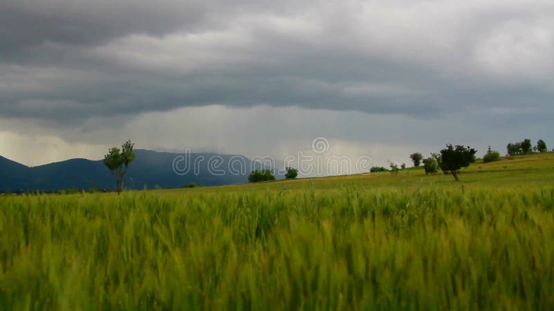 Nuvens, campos de trigo, em junho de 2016, Turquia