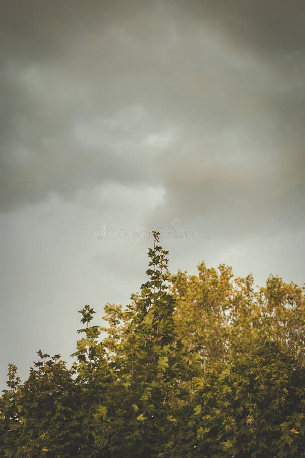 Nuvens de chuva escuras que formam acima das árvores fotos de stock Nuvens de chuva escuras que formam acima das árvores fotos de stock