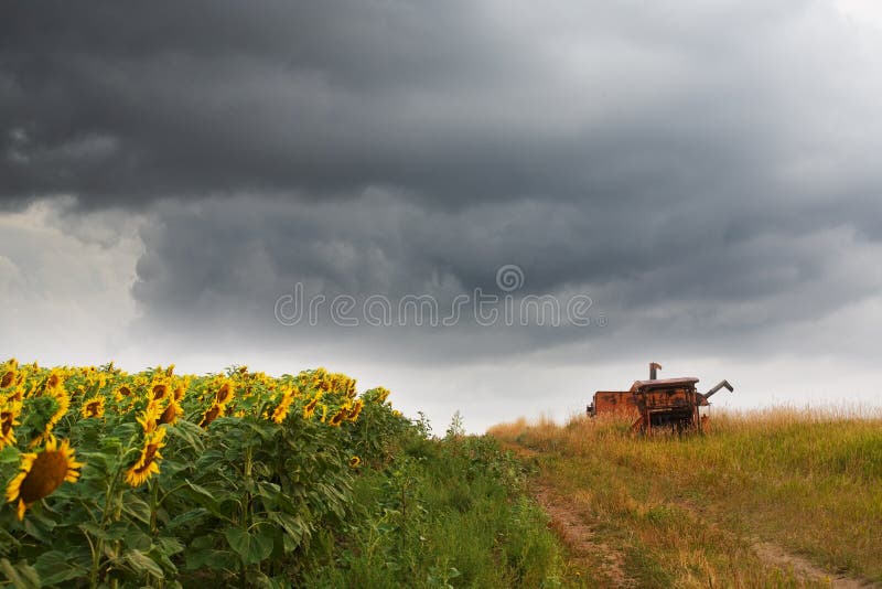 Campo de girassóis Tempestade Nuvens fotos de stock royalty free