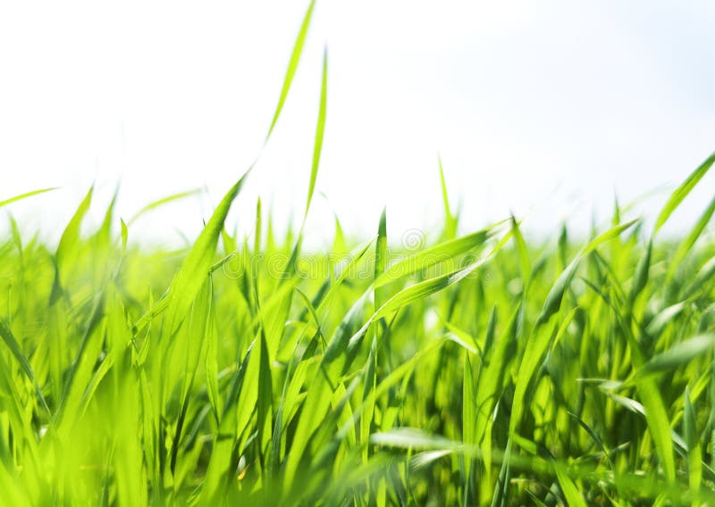 Nuvens e Relva fotografia de stock royalty free