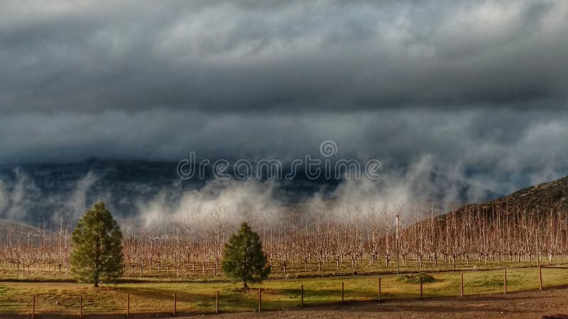Nuvole di tempesta basse sopra un frutteto di mattina immagine stock libera da diritti Nuvole di tempesta basse sopra un frutteto di mattina immagine stock libera da diritti