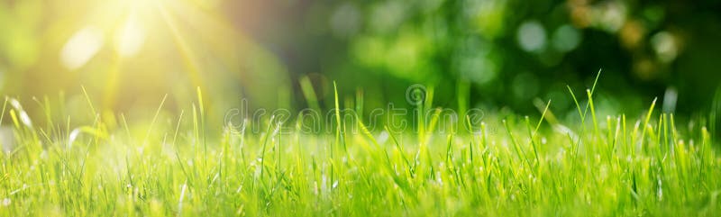 Ny bakgrund för grönt gräs i solig sommardag