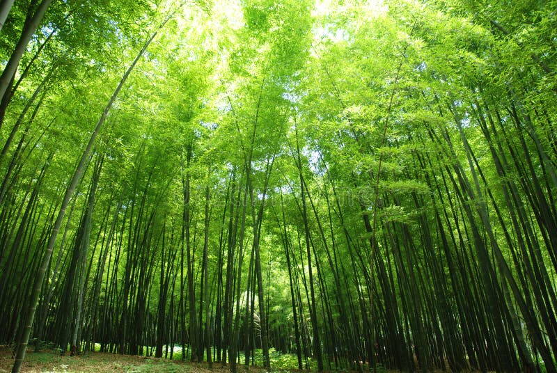 Ny bambuskog arkivbilder